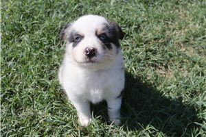 Elvira - Australian Shepherd for sale
