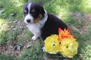 Maggie - Australian Shepherd for sale