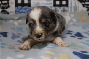 Atom - Australian Shepherd for sale