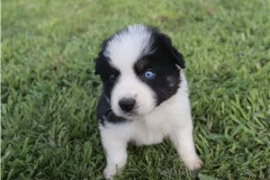 Julian - Australian Shepherd for sale
