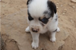 Elsie - Australian Shepherd for sale