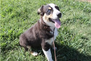 Kenny - Australian Shepherd for sale