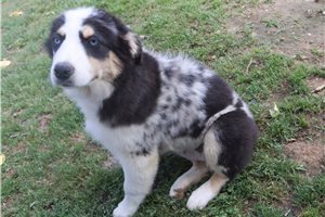 Phineas - puppy for sale