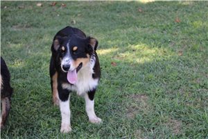 Kole - Australian Shepherd for sale