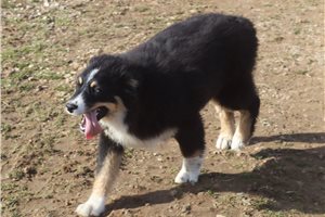 Luke - Australian Shepherd for sale