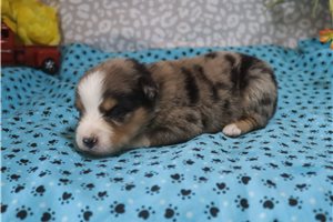 Anita - puppy for sale