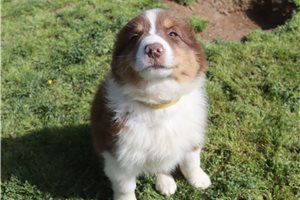 Pluto - Australian Shepherd for sale
