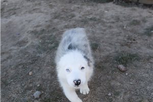 Damien - puppy for sale