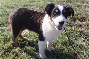 Myron - Australian Shepherd for sale