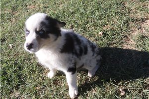 Elsie - Australian Shepherd for sale