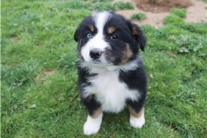 Penny - Australian Shepherd for sale