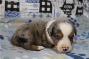 Aston - Australian Shepherd for sale