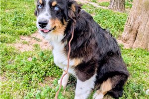 Luiz - Australian Shepherd for sale