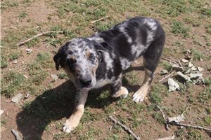 Kayden - puppy for sale