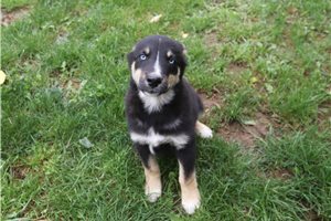 Karter - German Australian Shepherd for sale