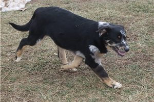 Christopher - German Australian Shepherd for sale