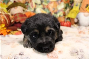 Primrose - German Australian Shepherd for sale