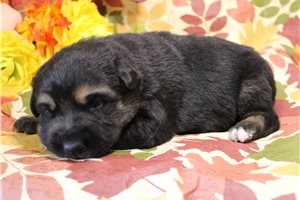 Primrose, a German Australian Shepherd puppy