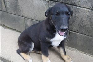 Knox - German Australian Shepherd for sale