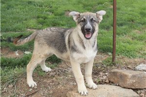 Cali - German Australian Shepherd for sale