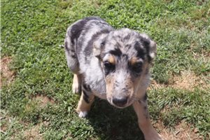 Lacey - puppy for sale