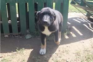 Knox - puppy for sale