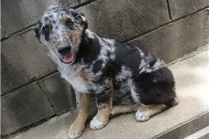 Kayden - German Australian Shepherd for sale