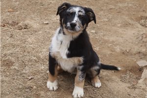 Felix - German Australian Shepherd for sale