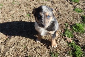 Caleb - German Australian Shepherd for sale