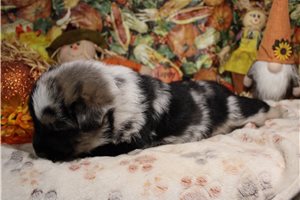 Pongo - German Australian Shepherd for sale