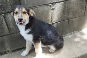 Kevin - German Australian Shepherd for sale