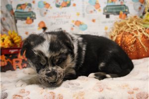 Prima - German Australian Shepherd for sale