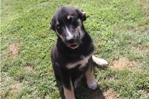 Karter - puppy for sale