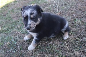Caitlin - puppy for sale