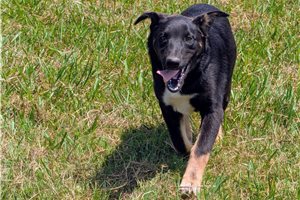 Knox - German Australian Shepherd for sale