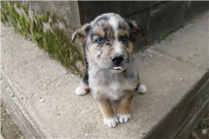 Kingston - German Australian Shepherd for sale