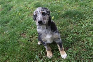Kayden - German Australian Shepherd for sale