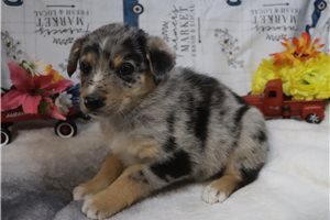 Katherine - puppy for sale