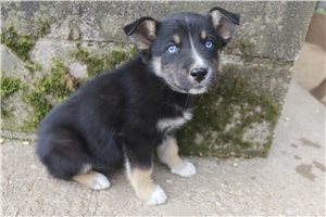 Karter - German Australian Shepherd for sale