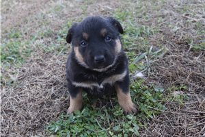 Cleo - puppy for sale
