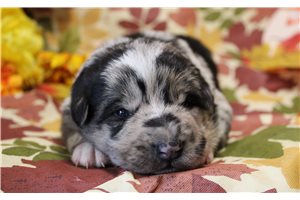 Prima, a German Australian Shepherd puppy