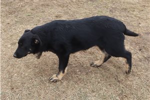 Carina - German Australian Shepherd for sale