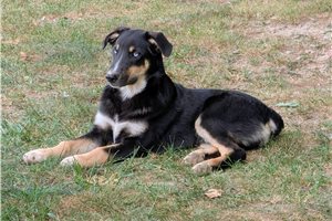 Karter - German Australian Shepherd for sale