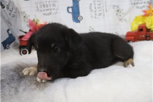 Knox - German Australian Shepherd for sale