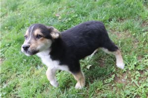 Kevin - German Australian Shepherd for sale