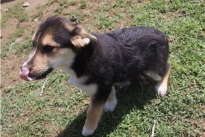 Kevin - puppy for sale