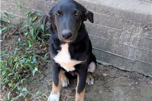 Knox - German Australian Shepherd for sale