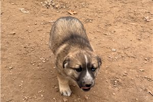 Cali - German Australian Shepherd for sale