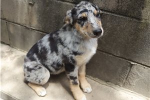 Lacey - German Australian Shepherd for sale