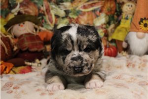 Prima - German Australian Shepherd for sale